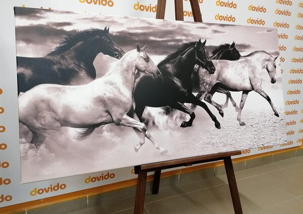 Quadro su tela – Branco di cavalli in bianco e nero