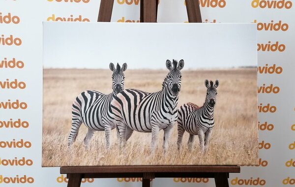Stampa su tela – Tre zebre nella savana