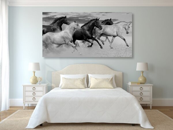 Quadro su tela – Branco di cavalli in bianco e nero