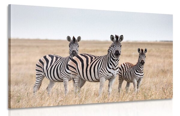 Stampa su tela – Tre zebre nella savana