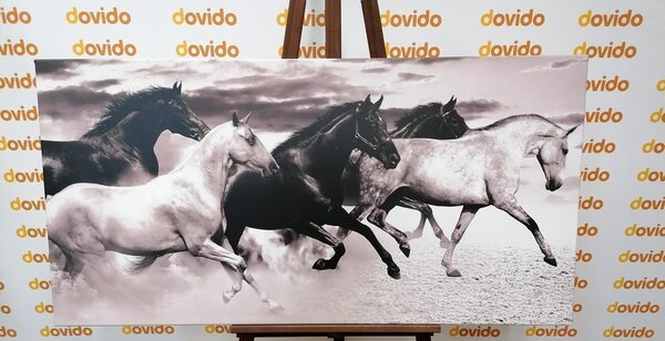Quadro su tela – Branco di cavalli in bianco e nero