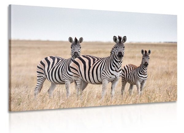 Stampa su tela – Tre zebre nella savana