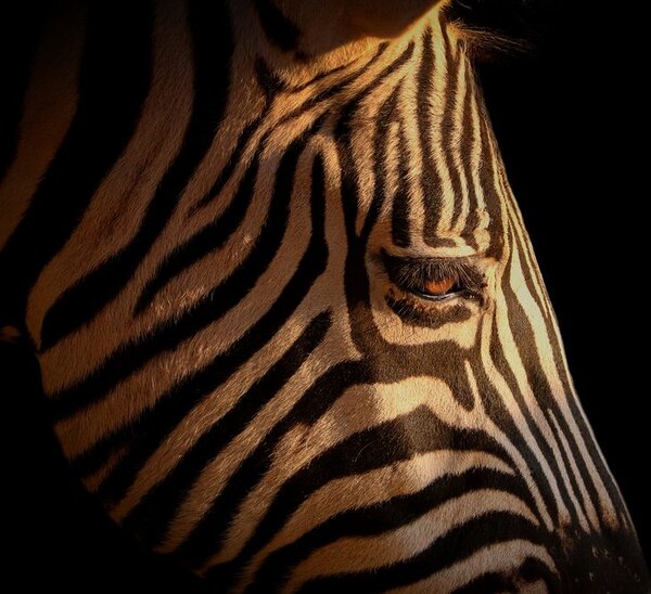 Stampa su tela – Ritratto di zebra