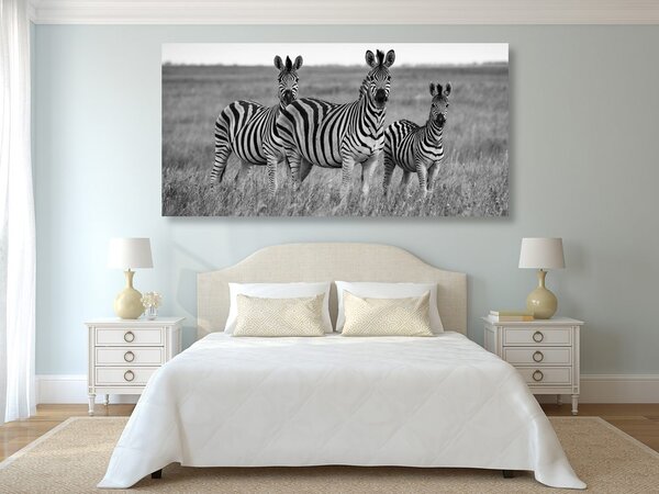 Quadro su tela – Tre zebre nella savana in bianco e nero