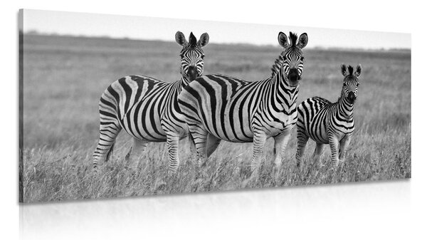 Quadro su tela – Tre zebre nella savana in bianco e nero