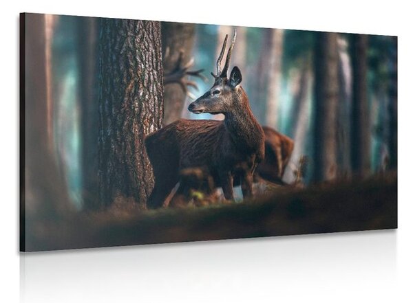 Stampa su tela – Cervo nella foresta di pini