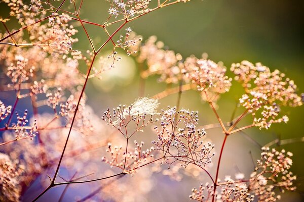 Stampa su tela – Natura morta di fiori