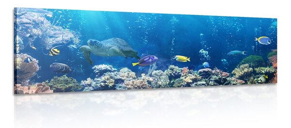 Quadro su tela – Pesci tropicali