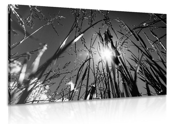 Quadro su tela – Erba di campo in bianco e nero