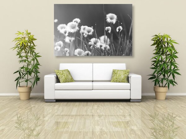 Quadro su tela – Erba di cotone in bianco e nero