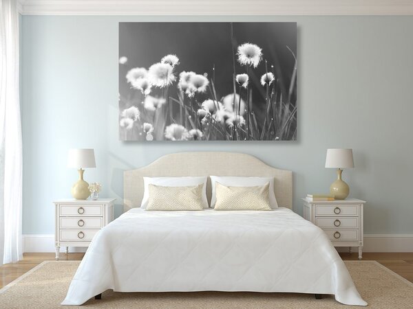 Quadro su tela – Erba di cotone in bianco e nero