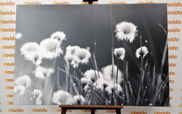 Quadro su tela – Erba di cotone in bianco e nero