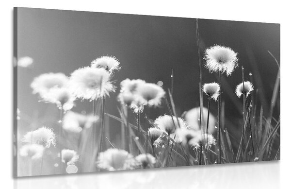 Quadro su tela – Erba di cotone in bianco e nero