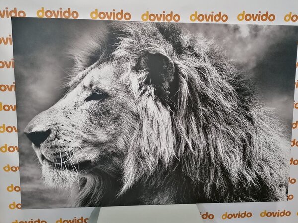 Quadro su tela – Leone africano in bianco e nero
