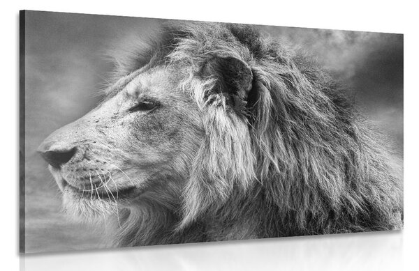 Quadro su tela – Leone africano in bianco e nero