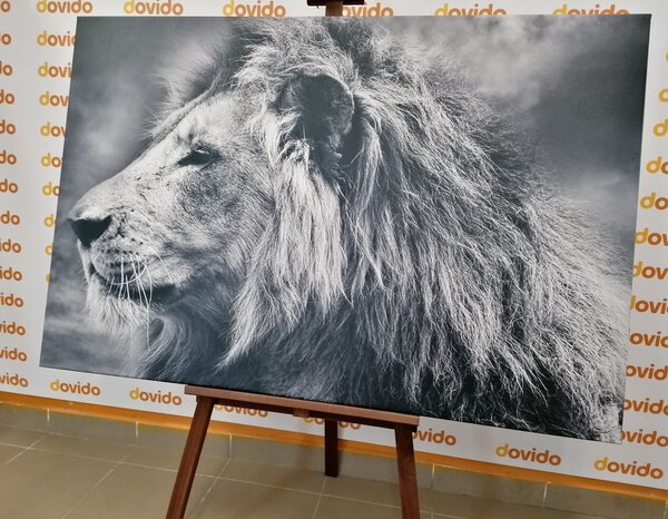 Quadro su tela – Leone africano in bianco e nero