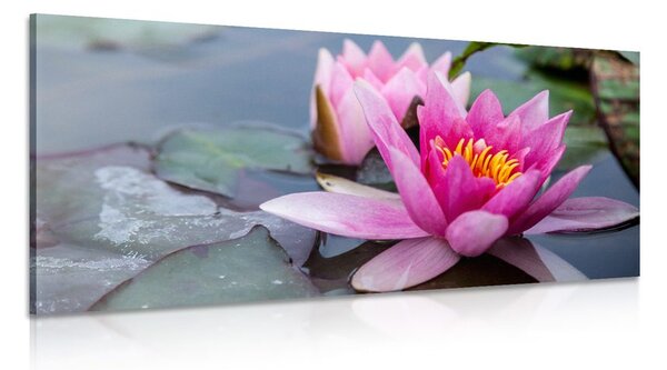 Quadro su tela – Fiore di loto rosa