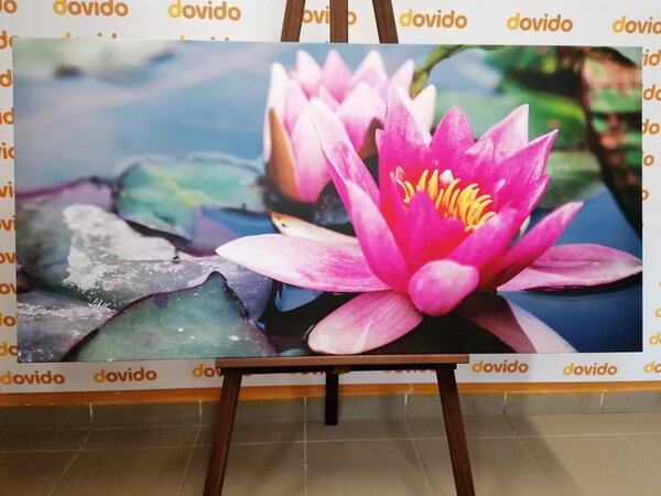 Quadro su tela – Fiore di loto rosa