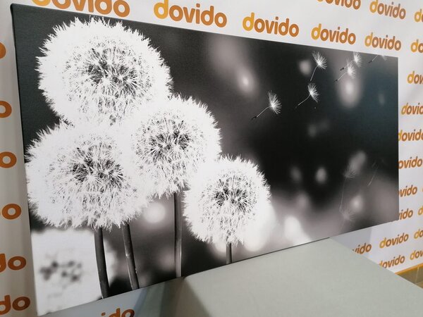 Quadro su tela – Dente di leone soffice in bianco e nero
