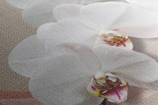 Quadro su tela – Orchidea bianca su tela