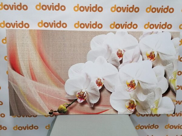 Quadro su tela – Orchidea bianca su tela