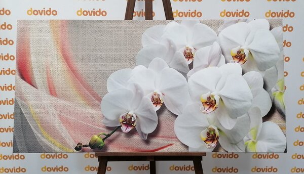 Quadro su tela – Orchidea bianca su tela