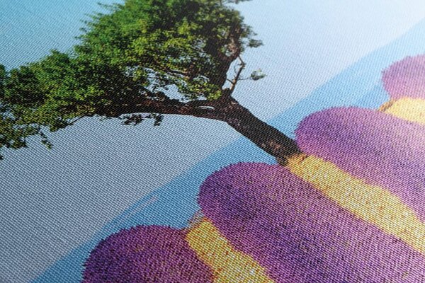 Quadro su tela – Campo di lavanda provenzale
