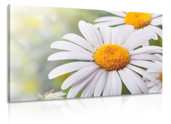 Stampa su tela – Fiori di camomilla