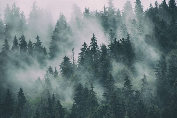 Quadro su tela – Montagne nella nebbia