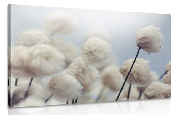 Quadro su tela – Fiori artici di cotone