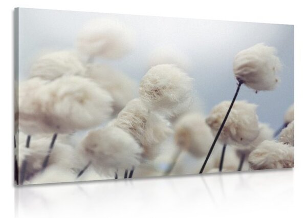 Quadro su tela – Fiori artici di cotone
