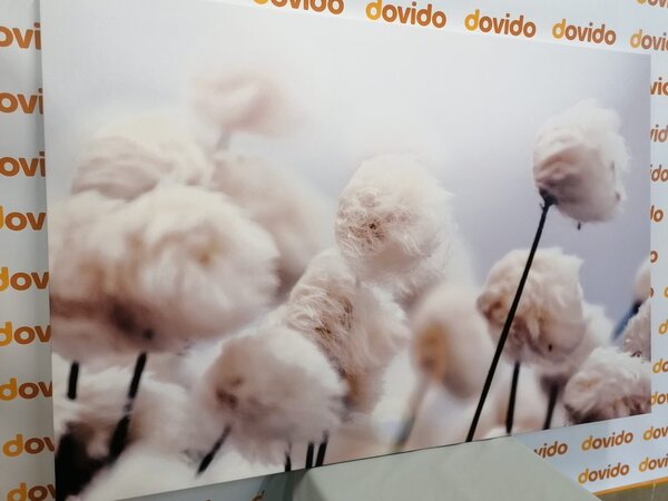 Quadro su tela – Fiori artici di cotone