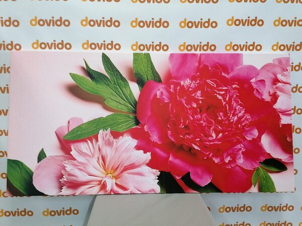 Quadro su tela – Peonie in rosa