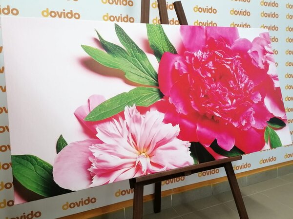 Quadro su tela – Peonie in rosa