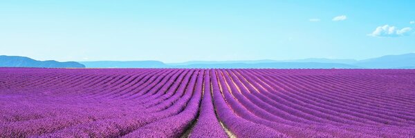 Stampa su tela – Campo di lavanda infinito