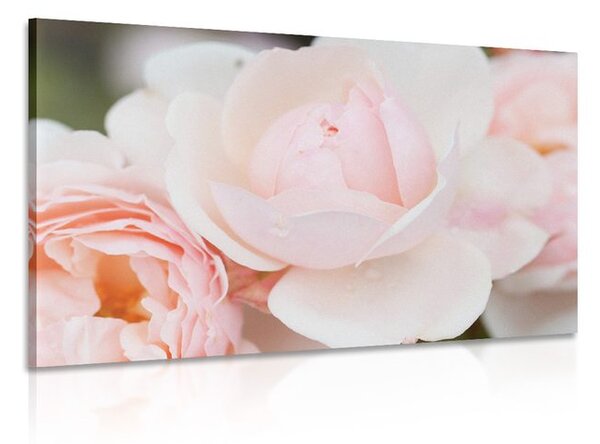 Quadro su tela – Pieno di rose
