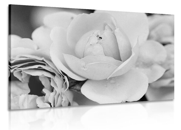 Stampa su tela – Pieno di rose in bianco e nero