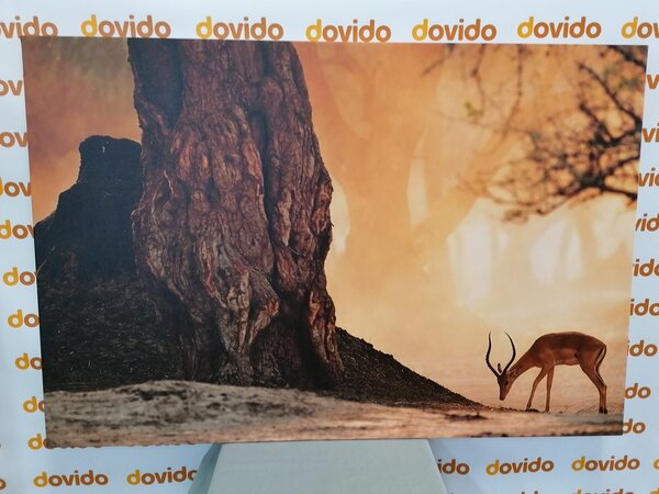Quadro su tela – Antilope africana