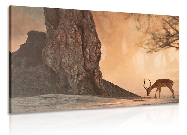 Quadro su tela – Antilope africana