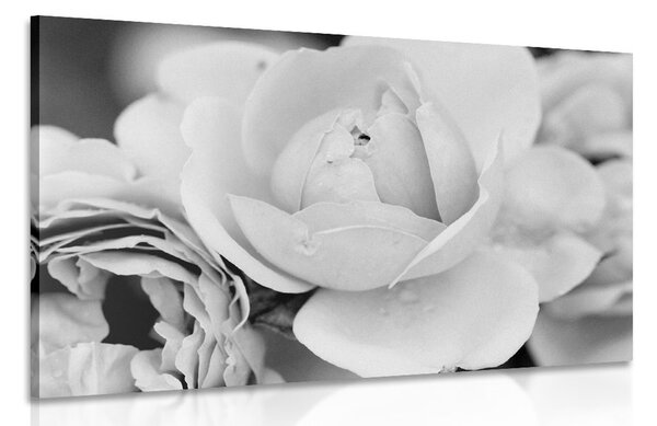 Stampa su tela – Pieno di rose in bianco e nero