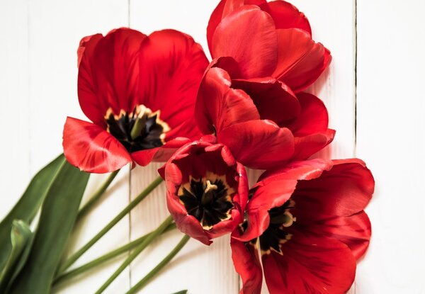 Quadro su tela – Tulipani rossi fioriti