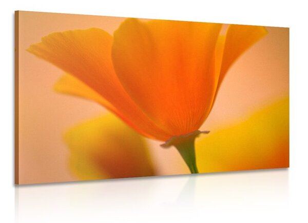 Stampa su tela – Splendido fiore