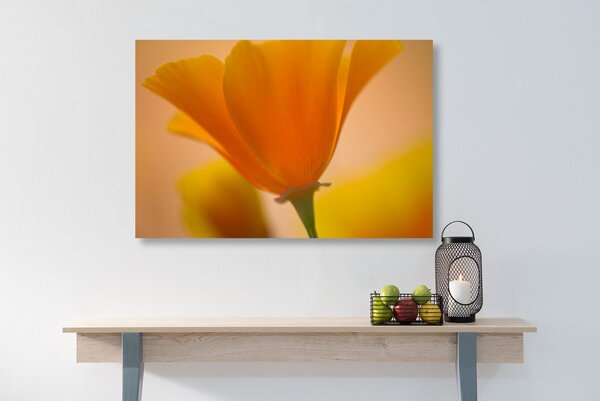 Stampa su tela – Splendido fiore
