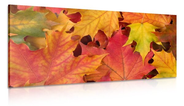 Quadro su tela – Foglie autunnali