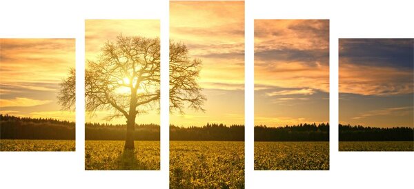 Quadri 5 pezzi – Albero solitario