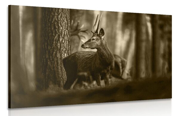 Quadro su tela – Cervo nella foresta di pini in seppia