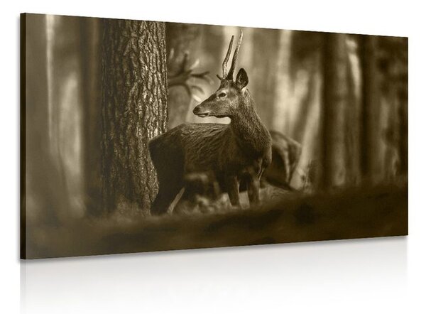 Quadro su tela – Cervo nella foresta di pini in seppia