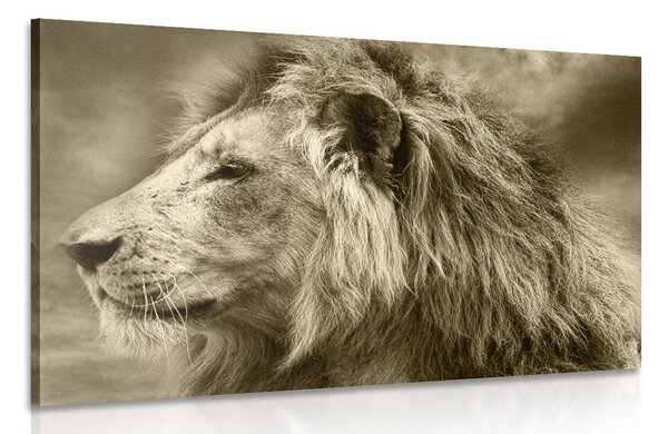 Stampa su tela – Leone africano in seppia