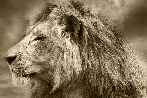 Stampa su tela – Leone africano in seppia