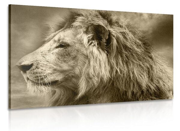 Stampa su tela – Leone africano in seppia
